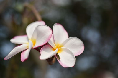 Close-up of frangipani on plant