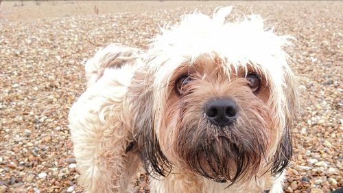 High angle portrait of dog