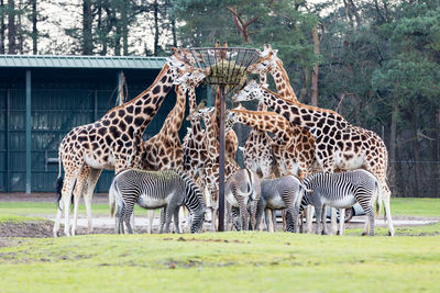 Zebras and giraffes in zoo