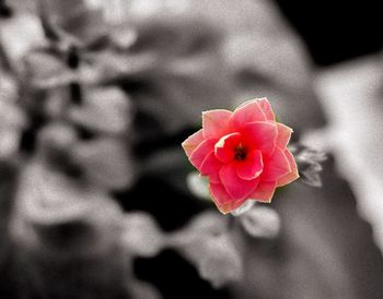 Close-up of pink rose