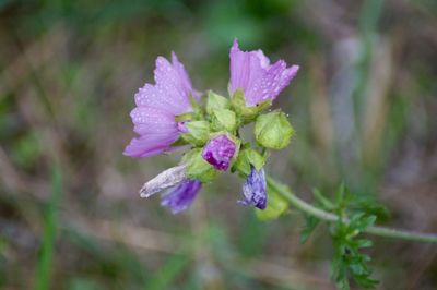 Close-up of purple flowering plant