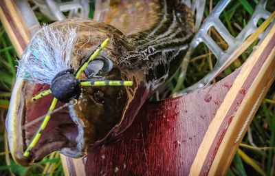 Close-up of parrot