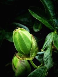 Close-up of green leaves