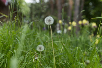 Close-up of dandelion on field