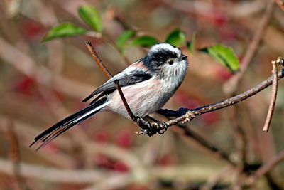 Close-up of bird perching on branch
