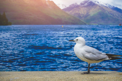 Seagull standing on gravel barrier in front of lake wakatipu.