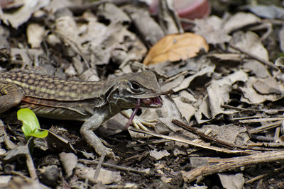 High angle view of lizard on dry leaves