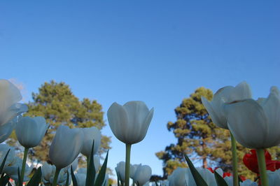 Close-up of flowers against clear blue sky