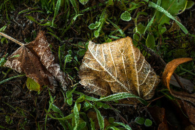 Close-up of dry leaves on land