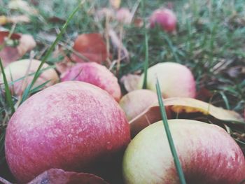 Close-up of apples on plant