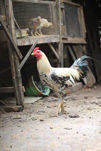 Colorful chicken rooster high resolution for background or animal theme