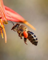 Close-up of bee pollinating on flower