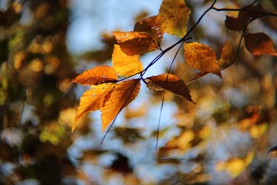 Close-up of maple leaves during autumn