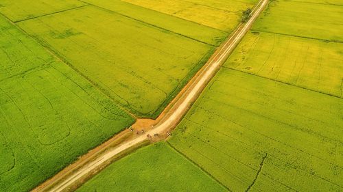 Scenic view of agricultural field