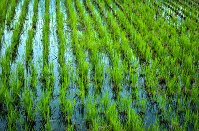Full frame shot of plants growing on field