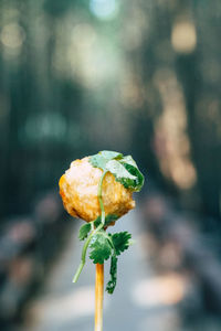 Close-up of red flower plant