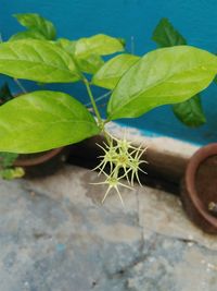 Close-up of plant