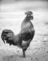 Close-up of a bird on the land