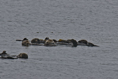 View of birds swimming in sea