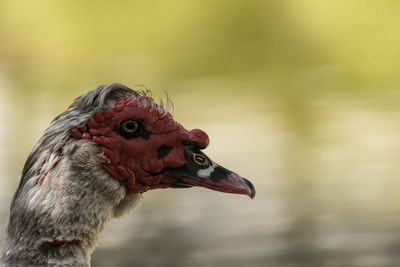 Duck watching the lake