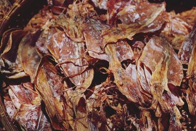 Close-up of dried leaves