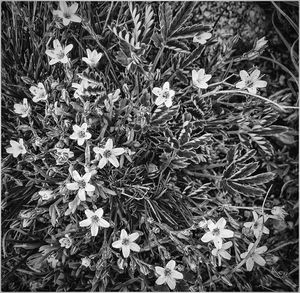 Close-up of white flowers blooming in field