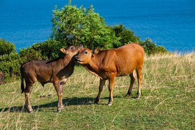 Two cow in a family hug each other