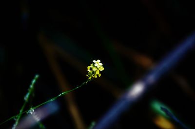 Close-up of flowering plant