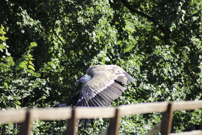 Low angle view of eagle perching on tree