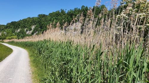 Panoramic shot of road amidst trees on field against sky