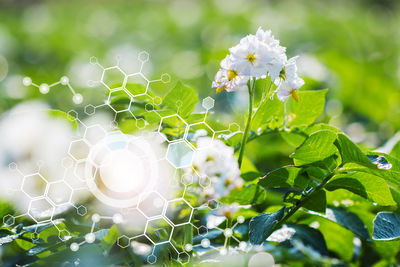 Close-up of white flowering plant