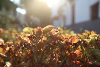 Close-up of plants during autumn