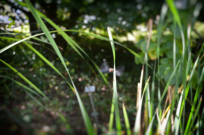 Close-up of lizard on grass