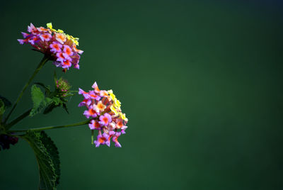 Close-up of pink flowers blooming outdoors