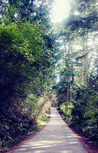 Road amidst trees in forest