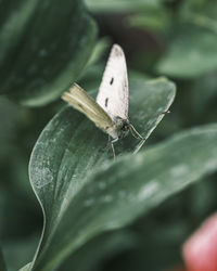Close-up of butterfly on leaf