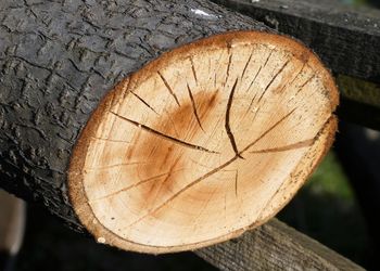 Close-up of tree stump