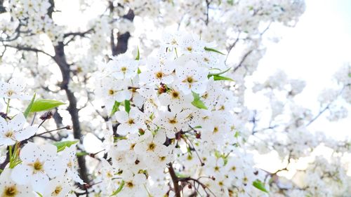 Close-up of white flowers