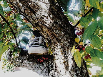 Plants growing on tree