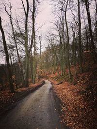 Dirt road amidst trees in forest during autumn