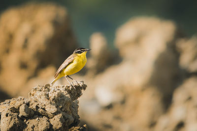 Close-up of bird perching on rock