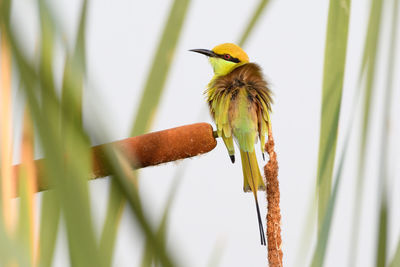 Close-up of bird perching on plant