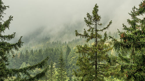 Pine trees in forest against sky