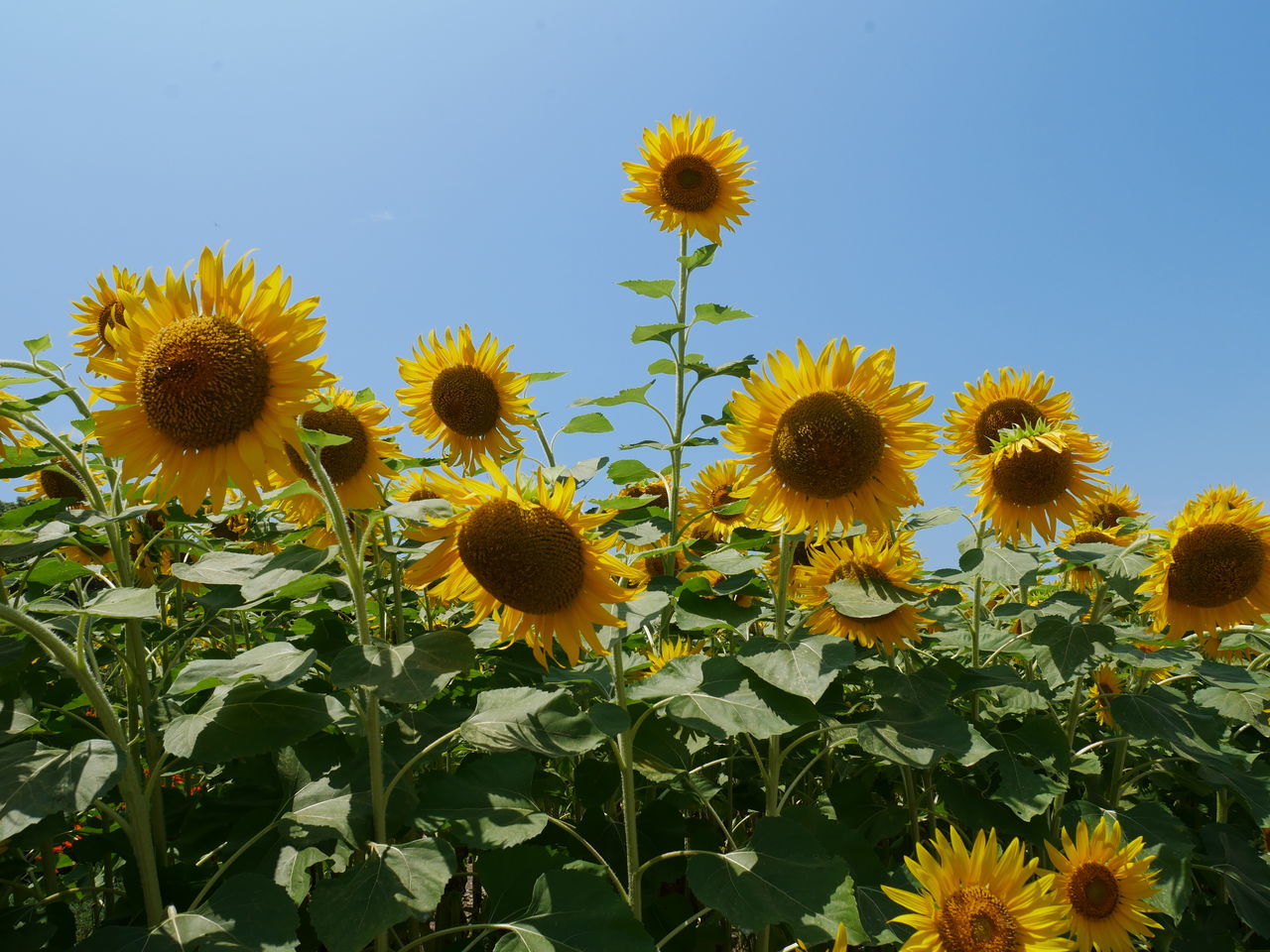 CLOSE-UP OF SUNFLOWERS IN FIELD