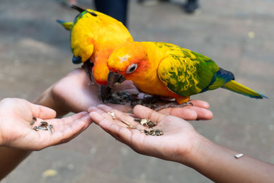 Cropped image of hands feeding rainbow lorikeets