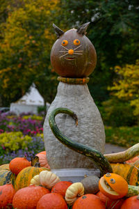 Close-up of pumpkin and pumpkins in park during autumn