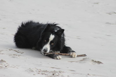 Portrait of dog on beach