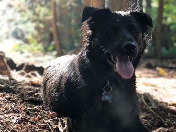 Close-up of dog sitting on field