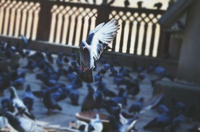 Close-up of seagull flying