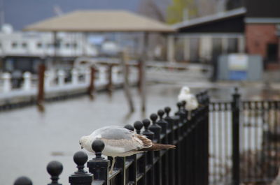 Birds perching on railing